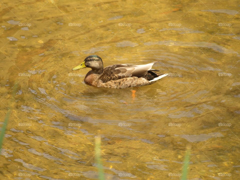 Swimming duck