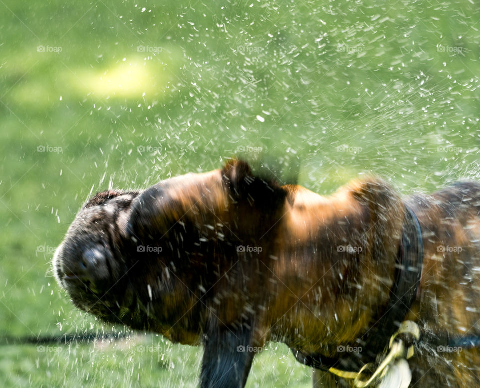 drying off