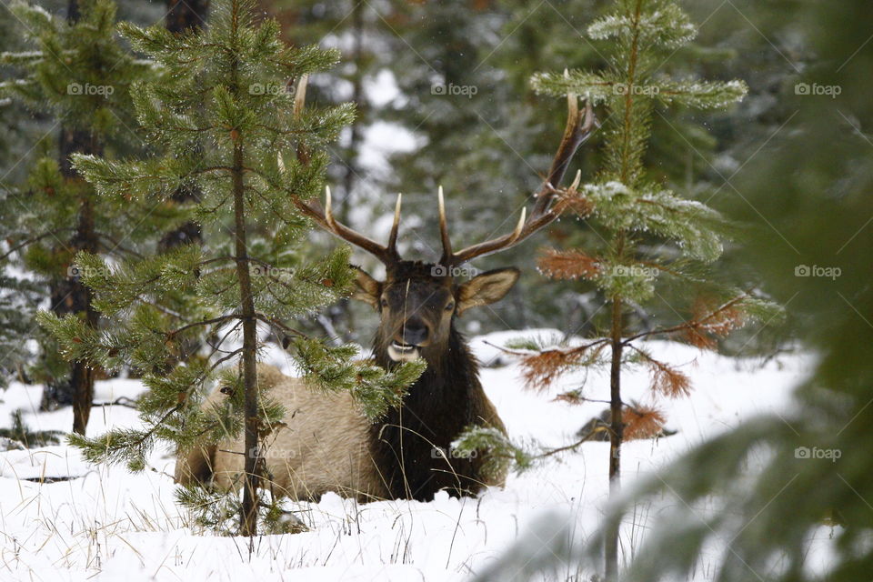 Elk staring 