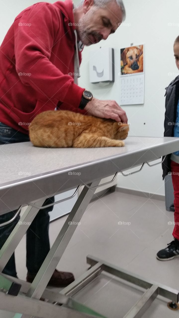 my cat with the doctor