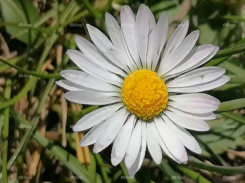 Beautiful flower