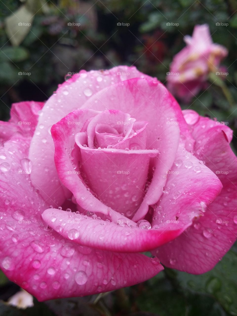 Extreme close-up of pink rose