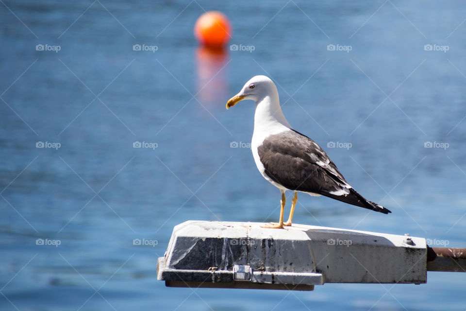 seagull enjoying the sunshine