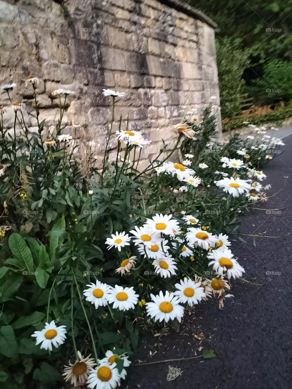 white flower