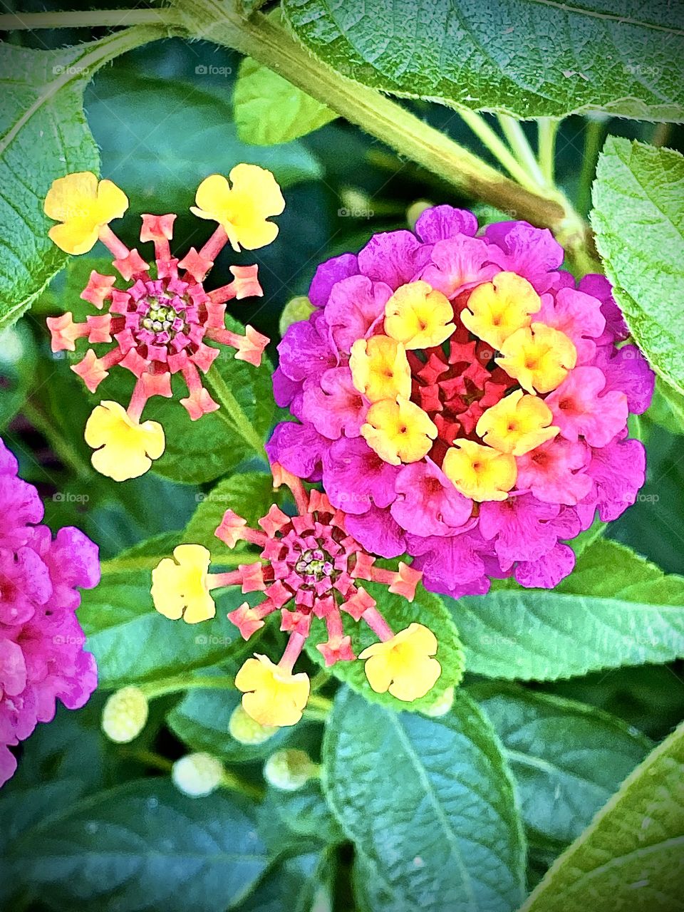 Pink and Yellow Flowers