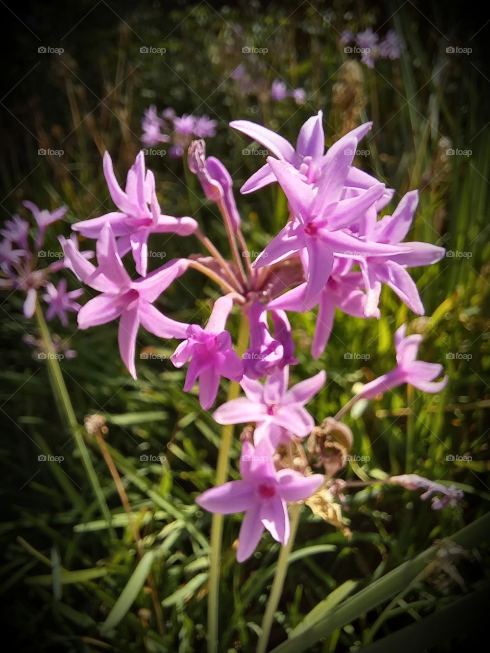 Tulbaghia violacea