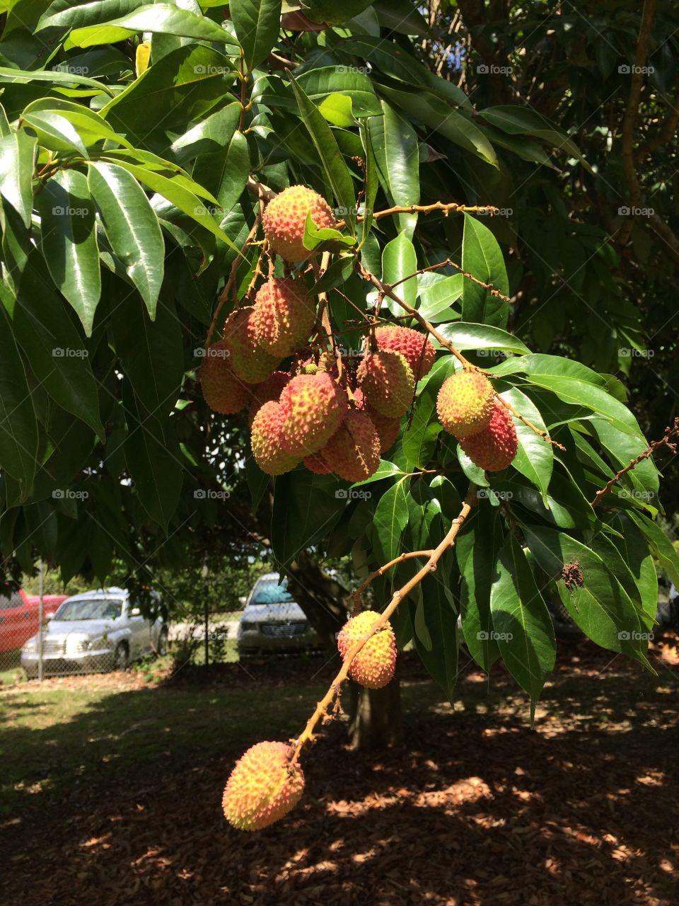 Lychee. Lychee fruit in tree