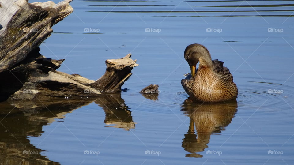 wild ducks in the nature of the Urals on the pond
