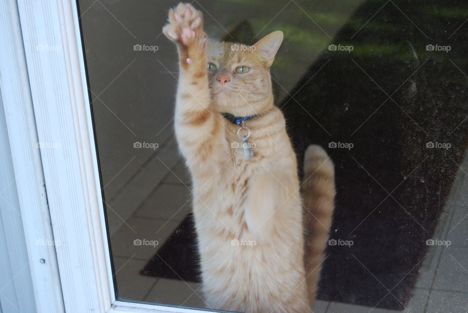 Can I come outside please?