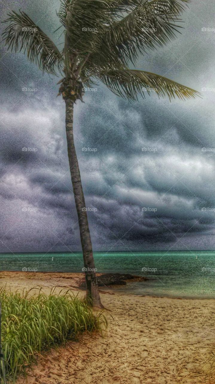 Stormy skies with palm tree