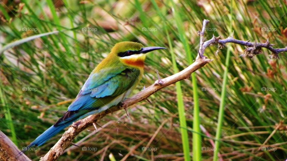 Bee eater bird