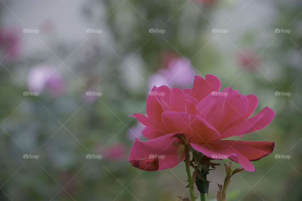 Pink flower or Rosa hybrida Bright colors in garden.