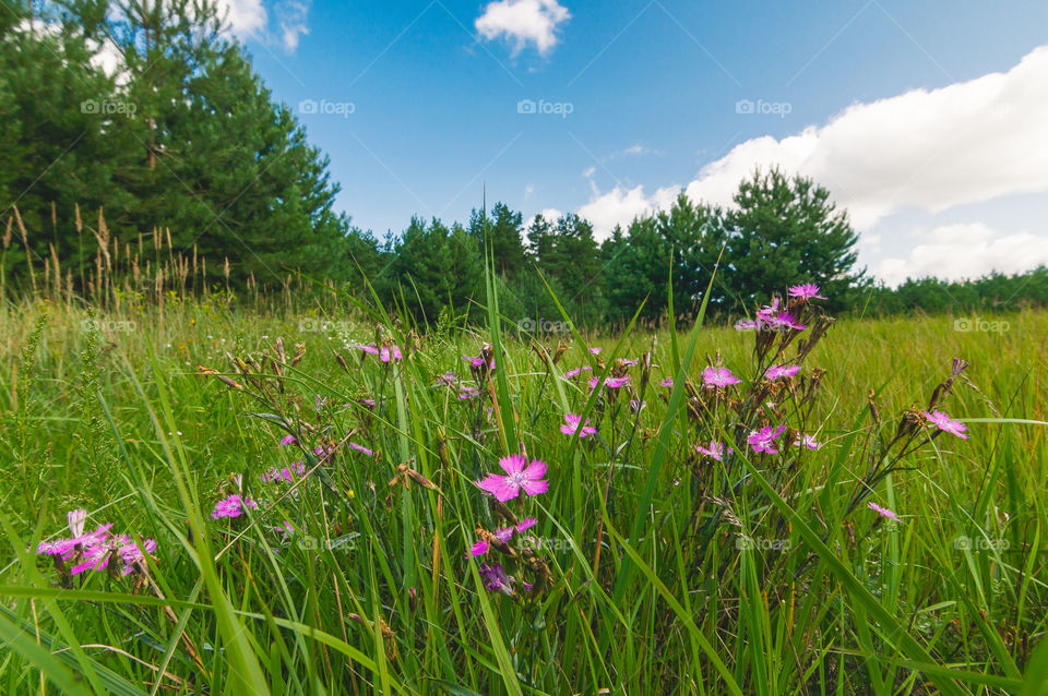 Landscape rural with flowers