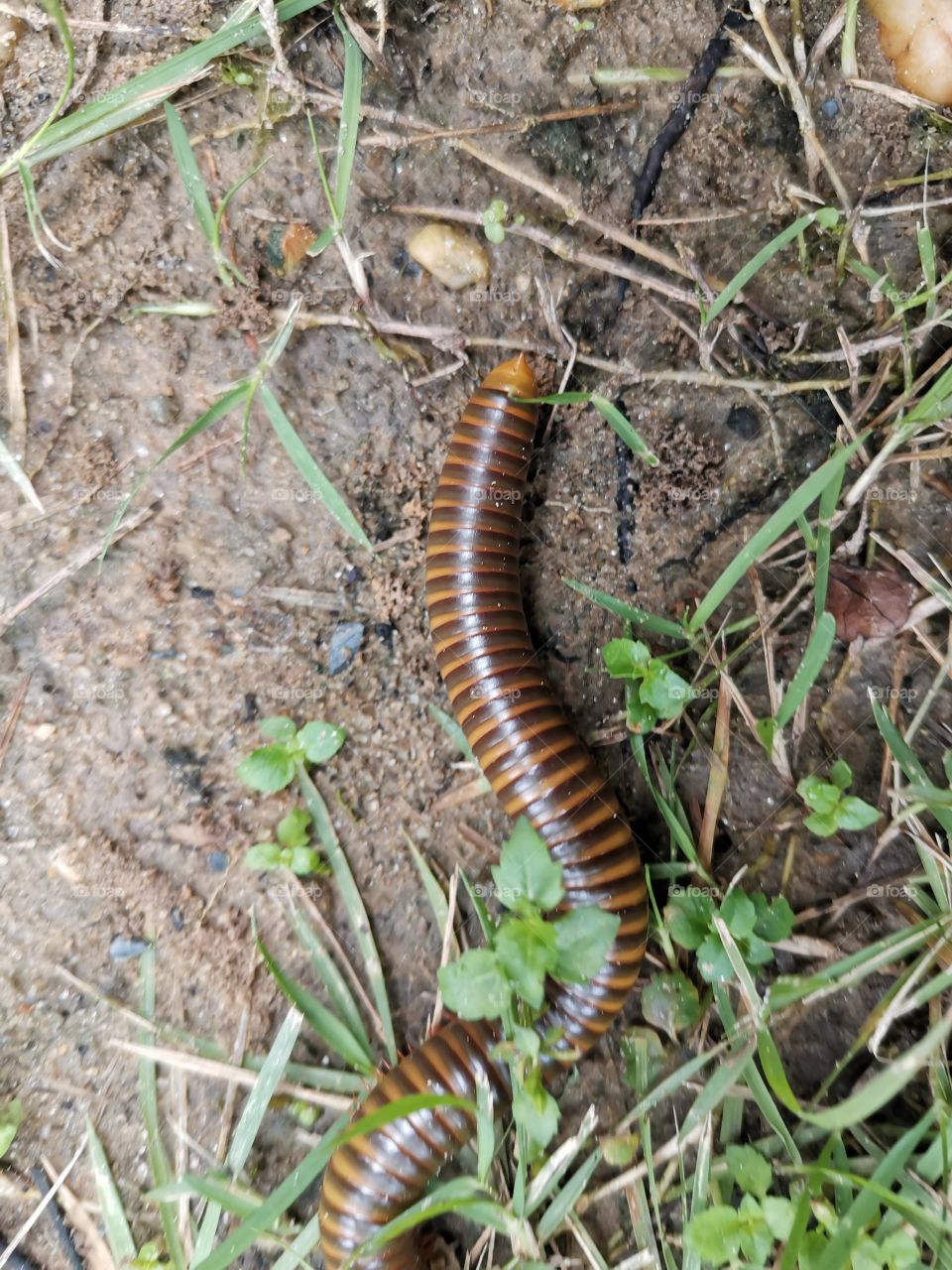 Millipede Crawling Along the Grass