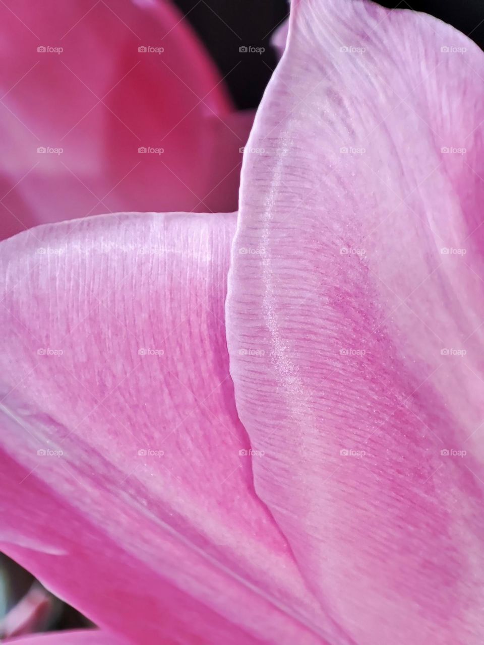 Macro photo of a flower growing in the garden