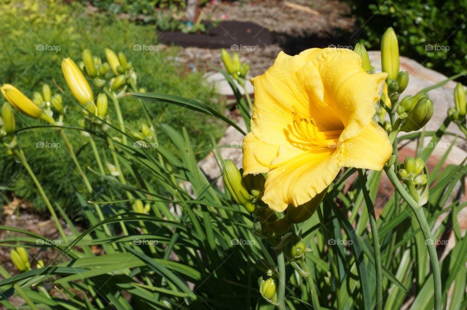 Yellow bloom and buds. Spring has sprung