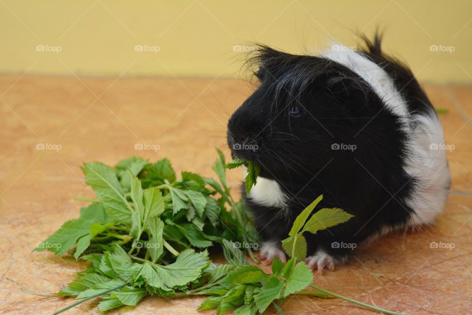 Guinea pig eating green leaves beautiful portraits