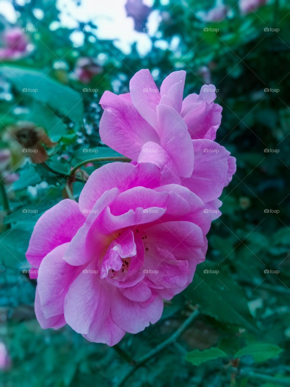 Rose flowers