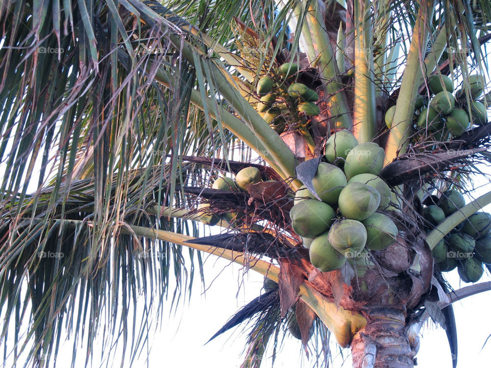 green tree fruit coconut by shotmaker