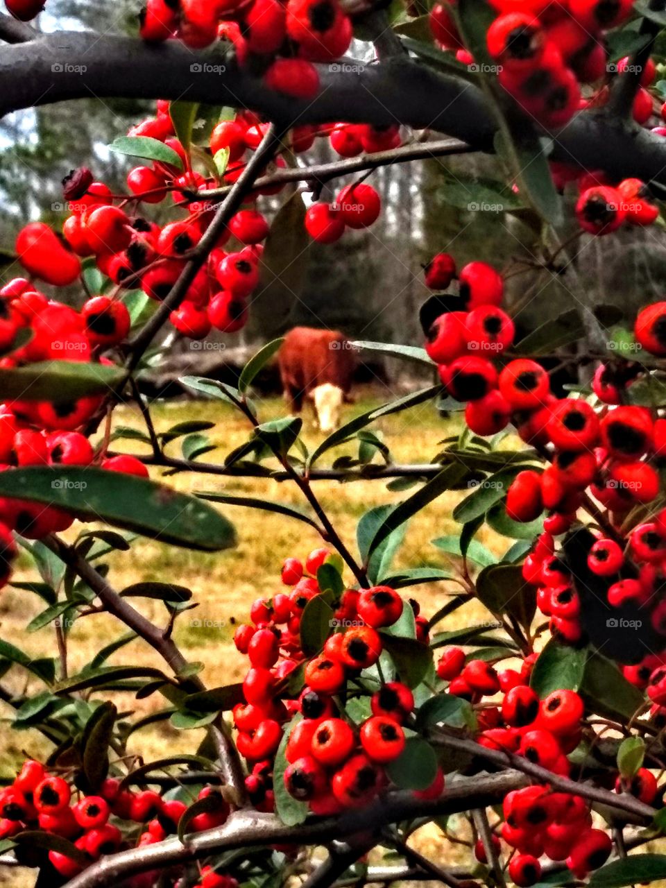 beautiful pic of bull in background