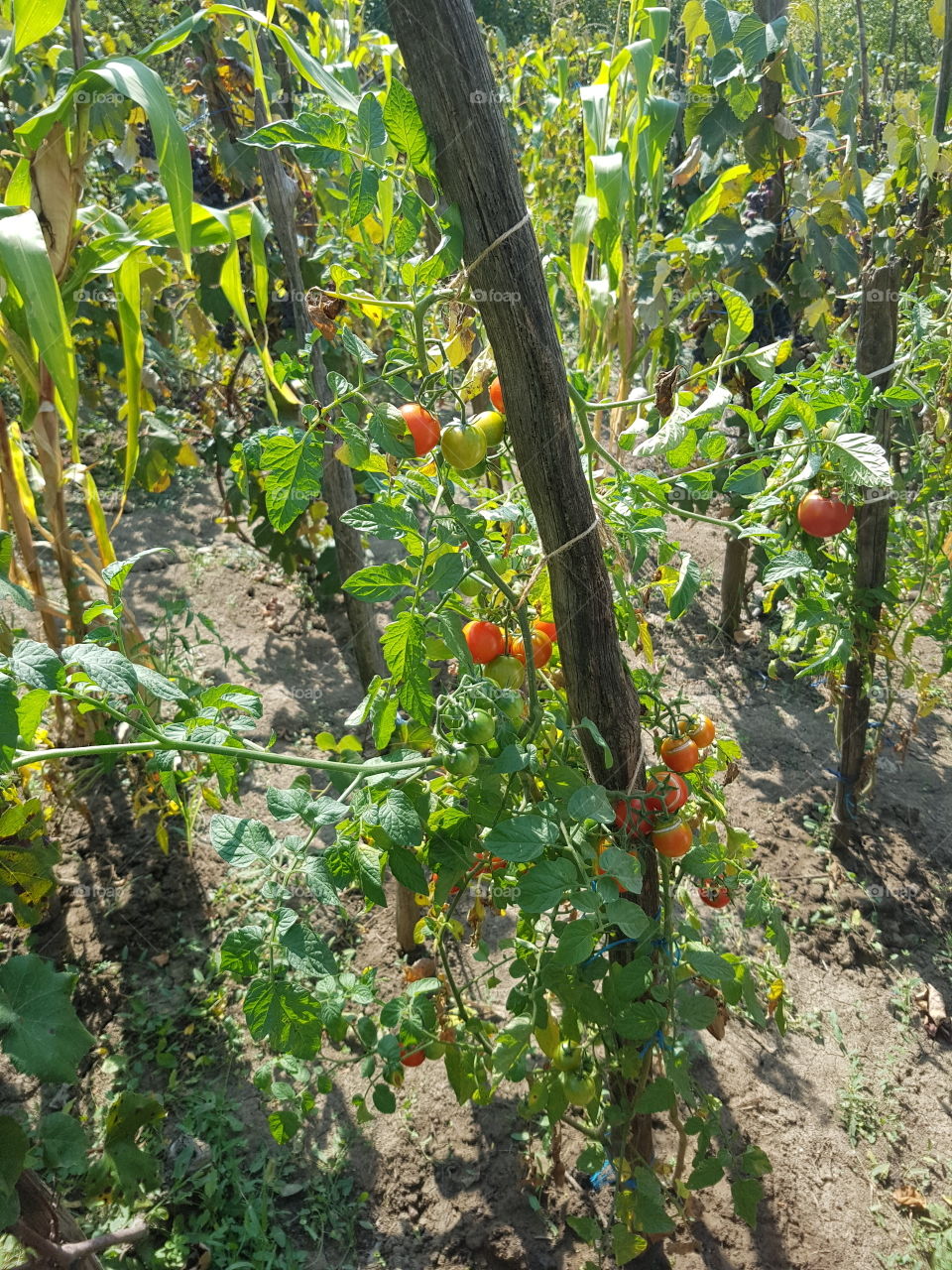 cherry tomatoes on plants in garden