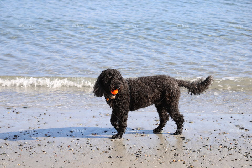 Doggy walking on the beach with a small ball in the mouth