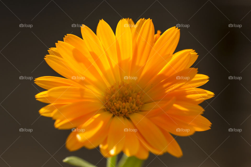 Close-up of yellow calendula flower