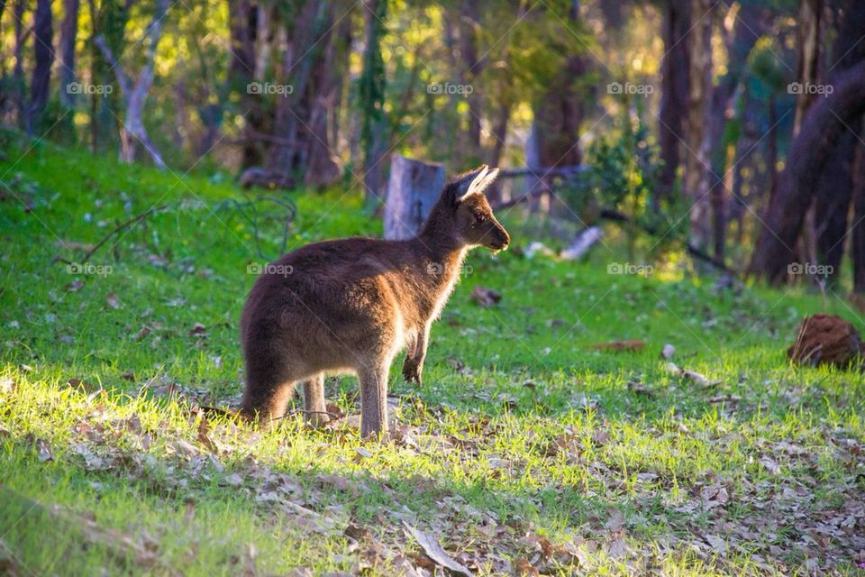 Little joey (kangaroo)