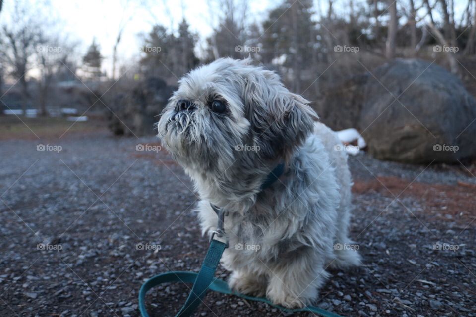 Shih Tzu