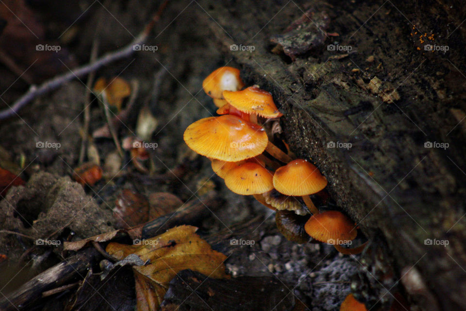 Orange fungus growing on tree stump