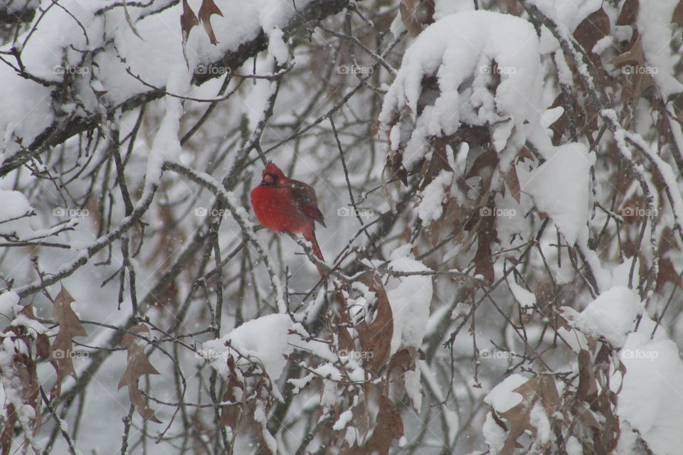 Cardinal in snow