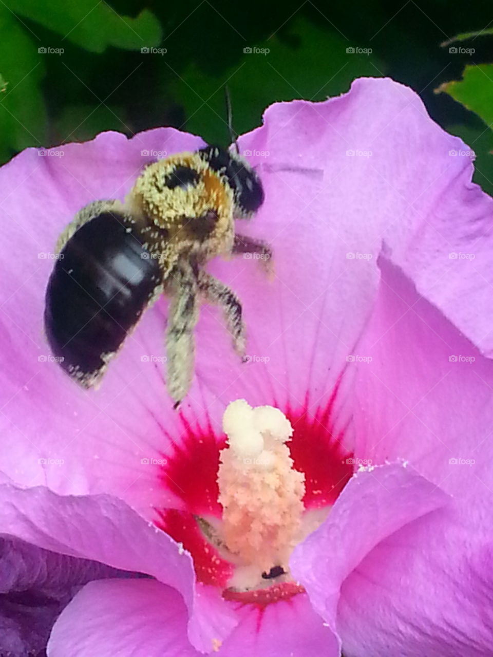 Flying Bee in a Flower