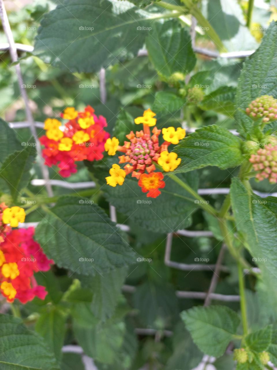 A simplicidade das flores! As flores  exalam beleza, cores e vida durante as quatro estações  do ano.