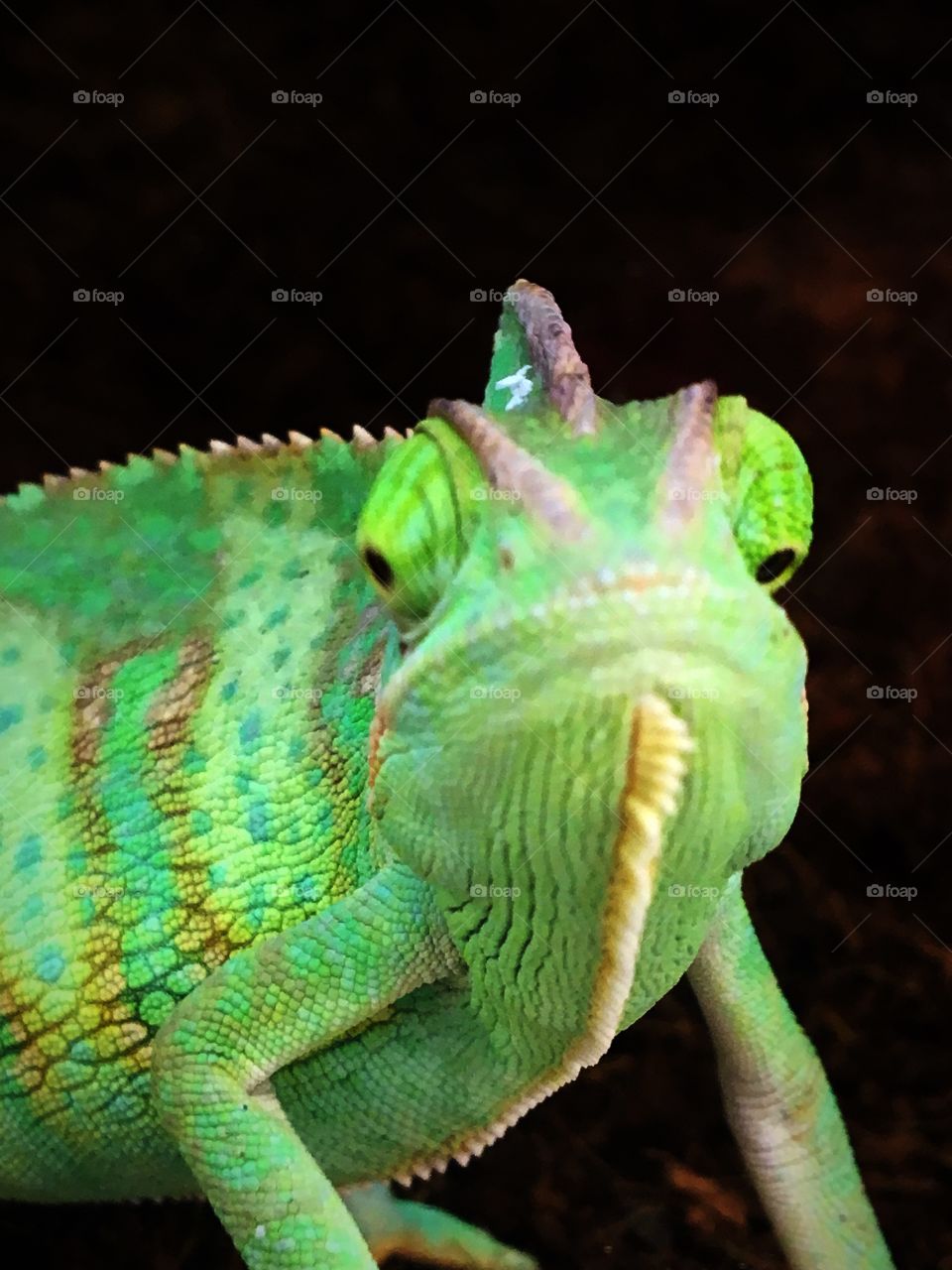 My model the chameleon 