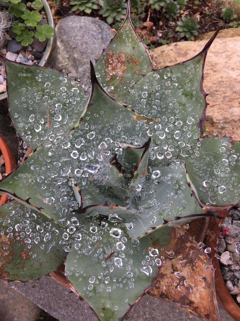 Spider web on cactus caught so many water droplets.