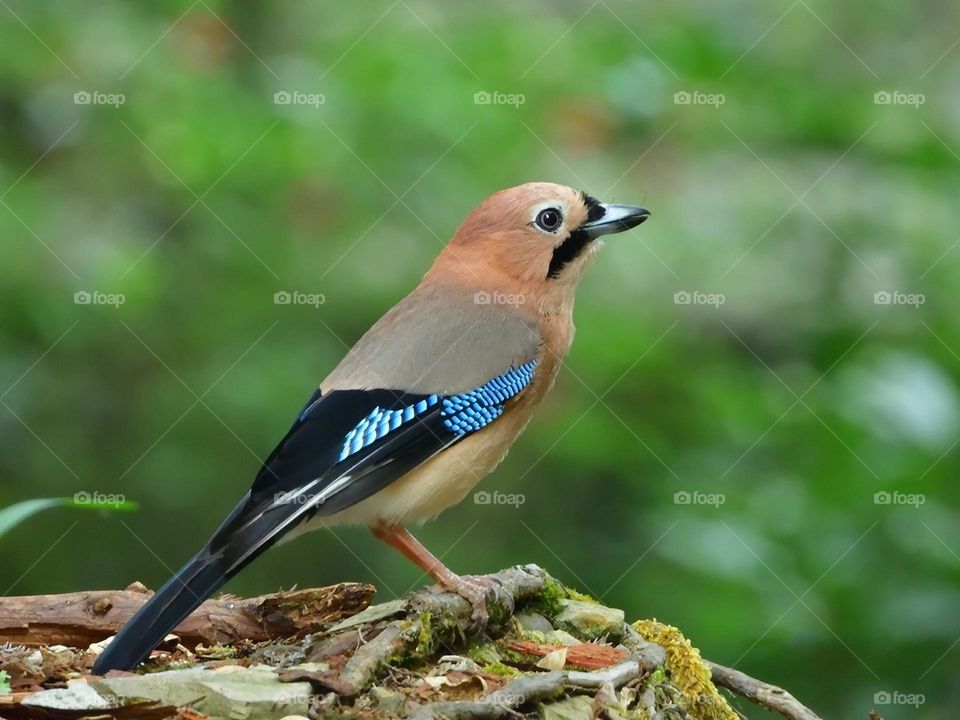Beautiful and cute bird