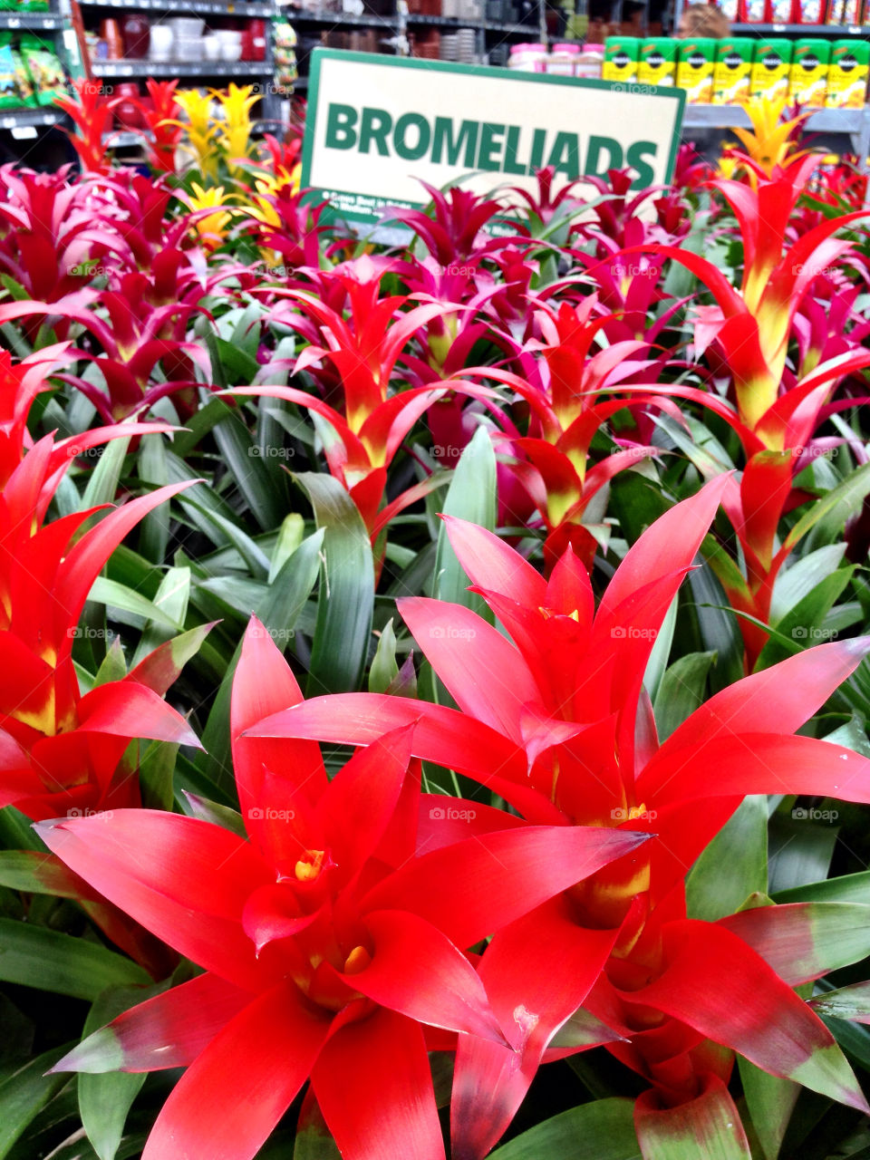 Bromeliads for sale in nursery, Florida, USA