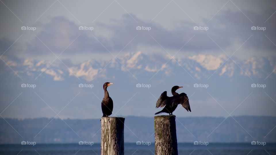 A pair of cormorants enjoy a sunny respite on old dock pilings at Sunnyside Beach in Steilacoom, Washington. Olympic mountains are visible in the background