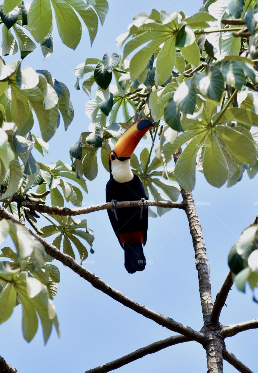 Toucan