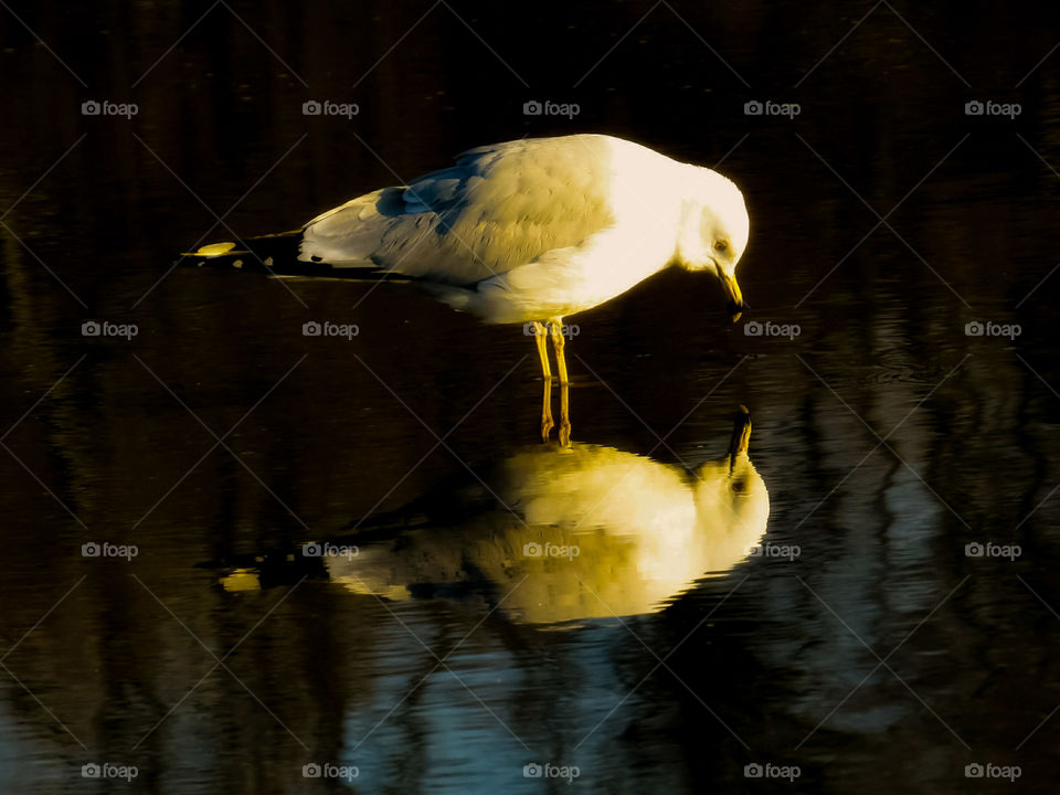 Seagull's Reflection