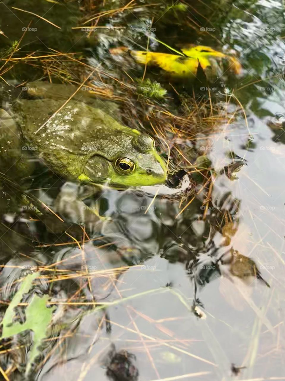 Frog in the pond