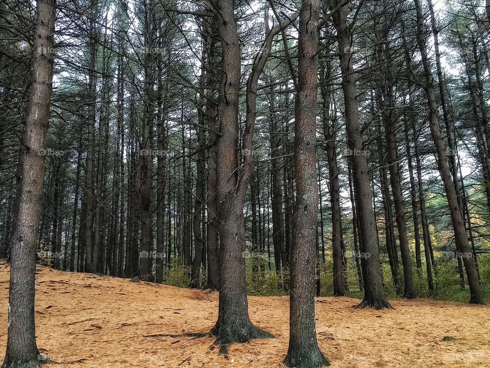 Pine forest in the fall. Ground covered in pine needles. 