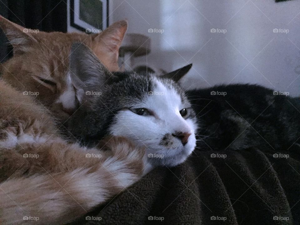 Two cats sleeping 