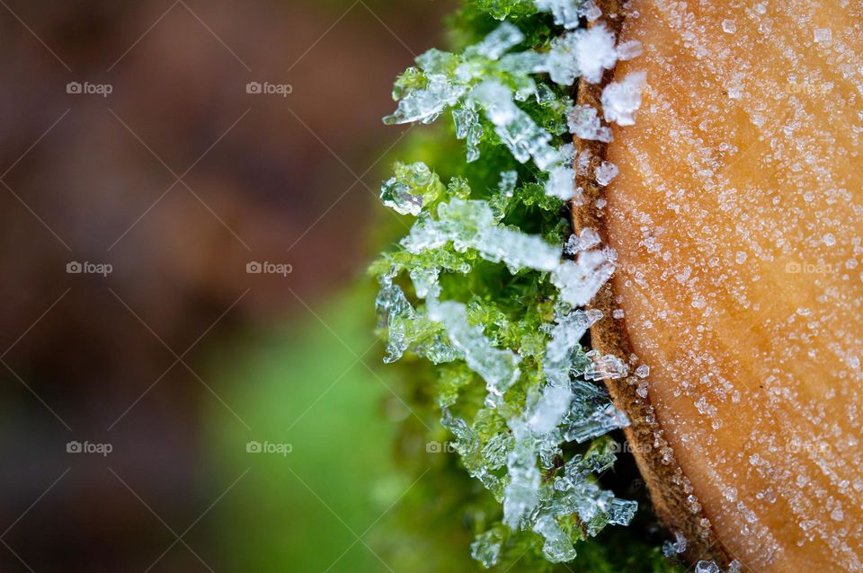 Close up of tree trunk with icicles 