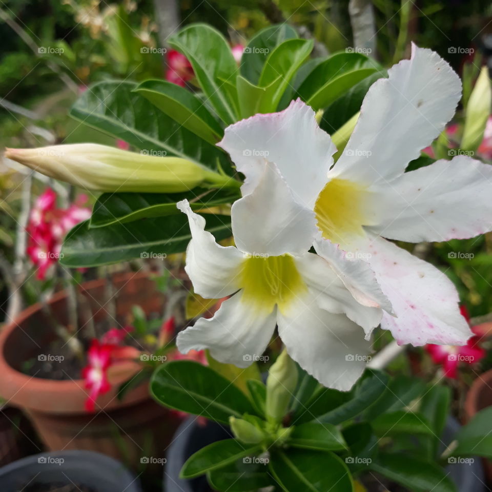 Adenium. White color. There are pink spots on the petals, a thin tinge of pink on the edge of the petal. So beautiful.