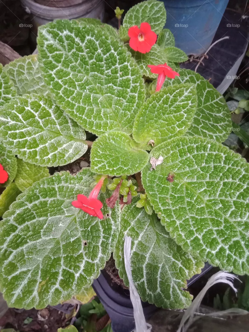 Tropical pot plant