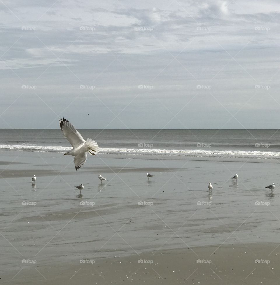 Beach Birds 