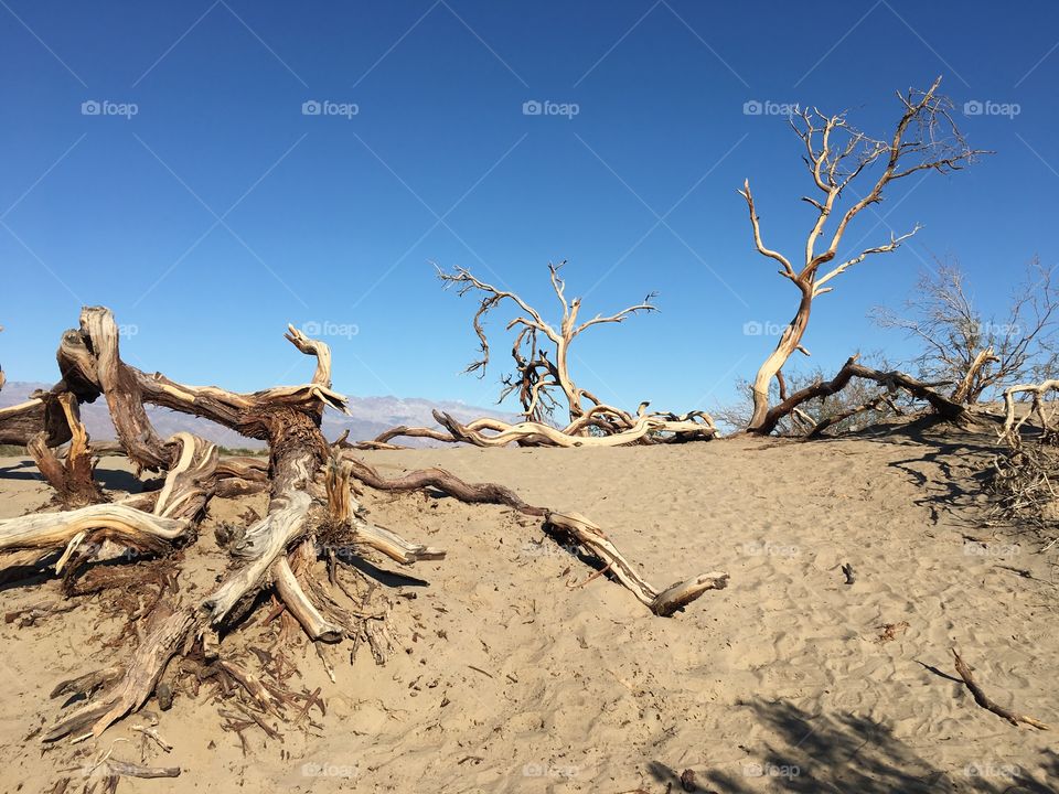 Driftwood in Death Valley 