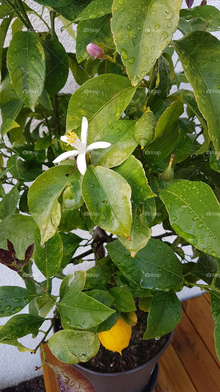 Grow lemon tree in a pot - odla citronträd i kruka 