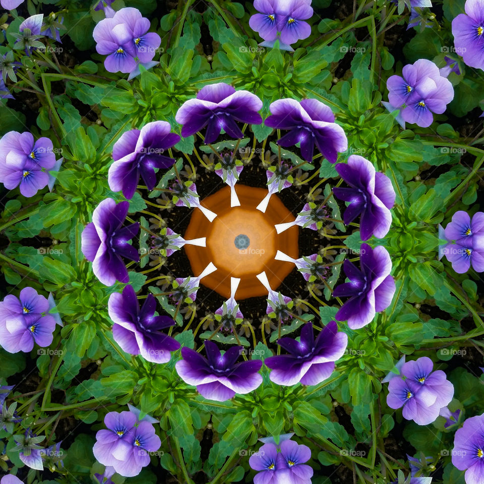 colorful mandala purple flowers